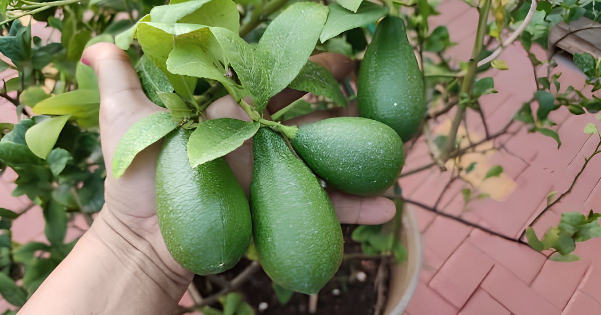 Lemon (Nimbu) plant India