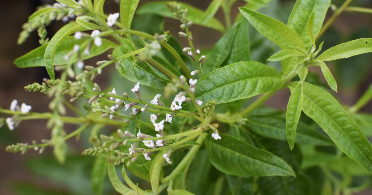 Lemon Verbena plant India