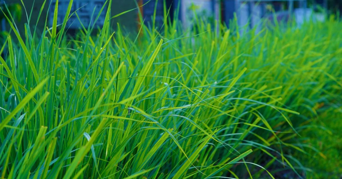 Lemongrass plant India