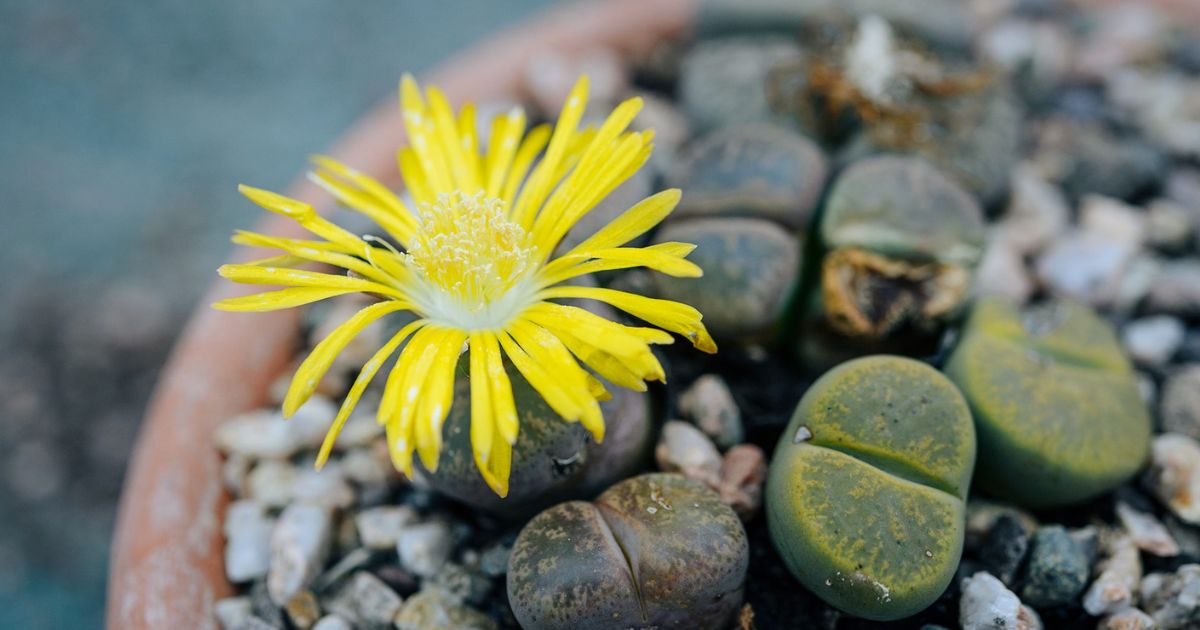 Lithops (Living Stones) plant India