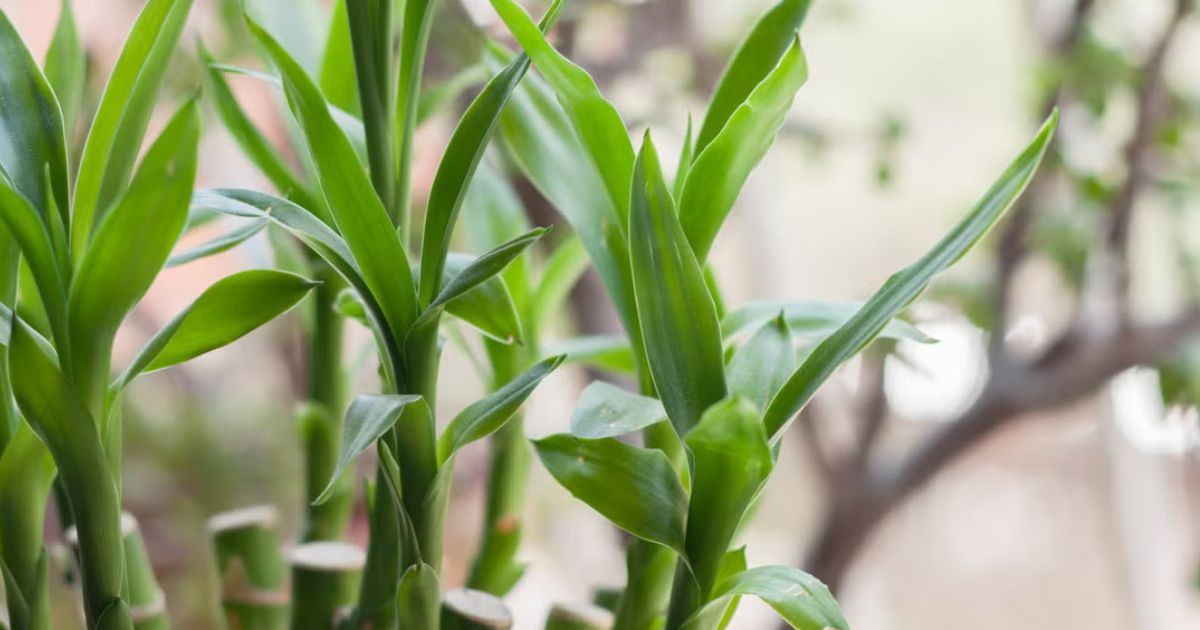 Lucky Bamboo plant India