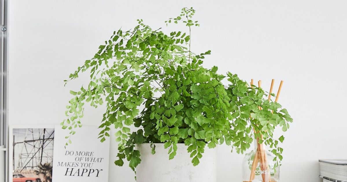 Maidenhair Fern plant India