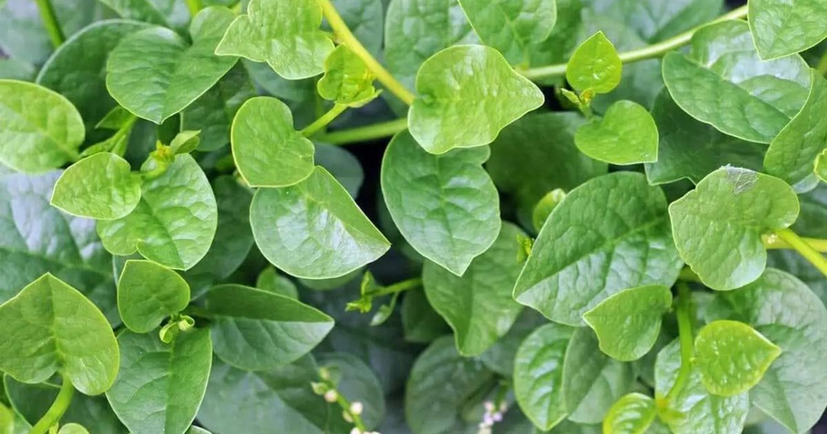 Malabar Spinach (Pui Shak) plant India