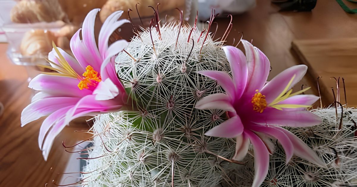 Mammillaria plant India