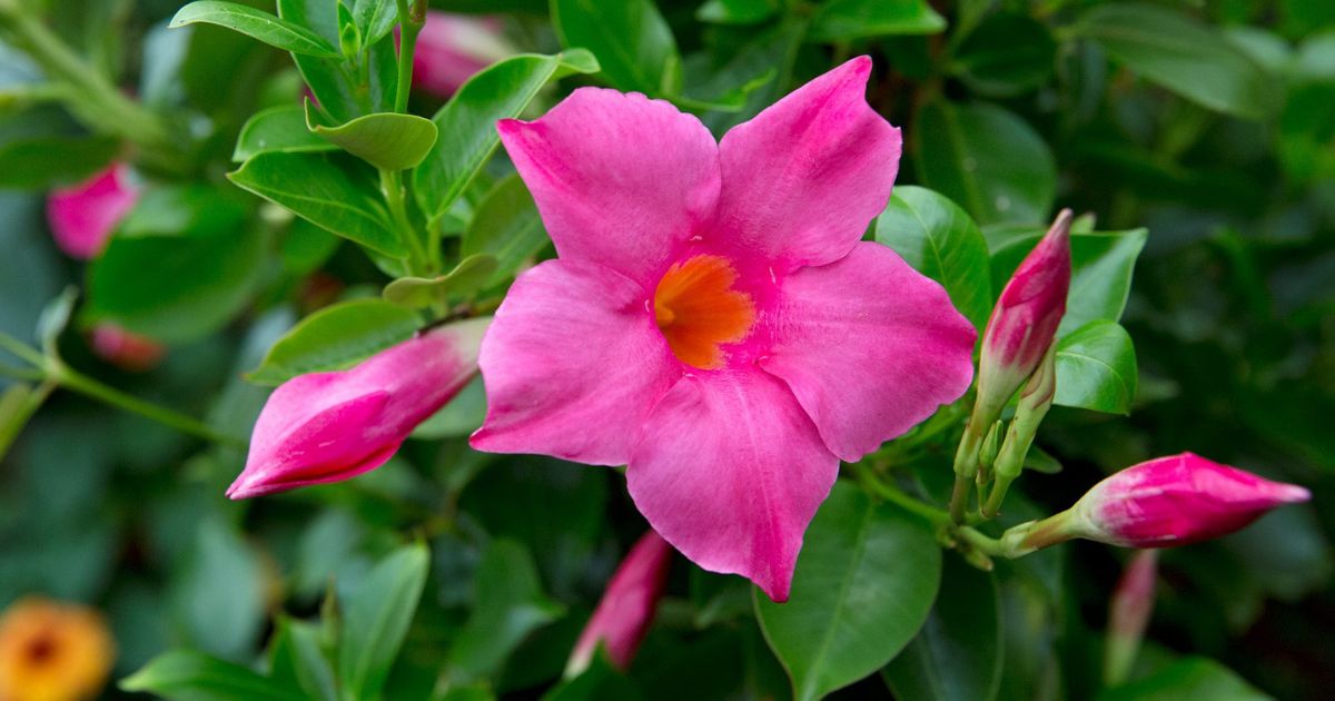 Mandevilla plant India