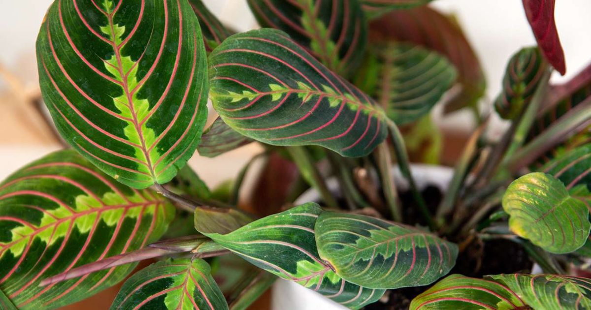 Maranta (Prayer Plant) plant India