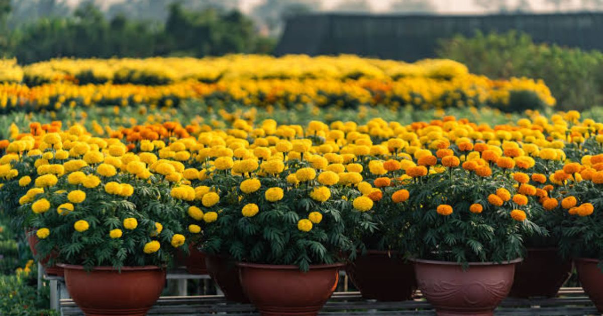 Marigold (Genda) plant India