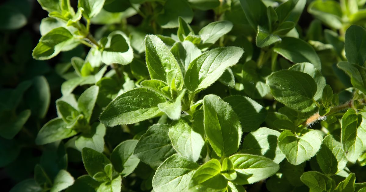 Marjoram plant India
