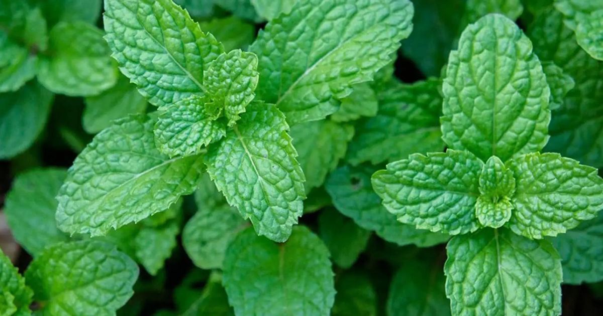 Mint (Pudina) plant India