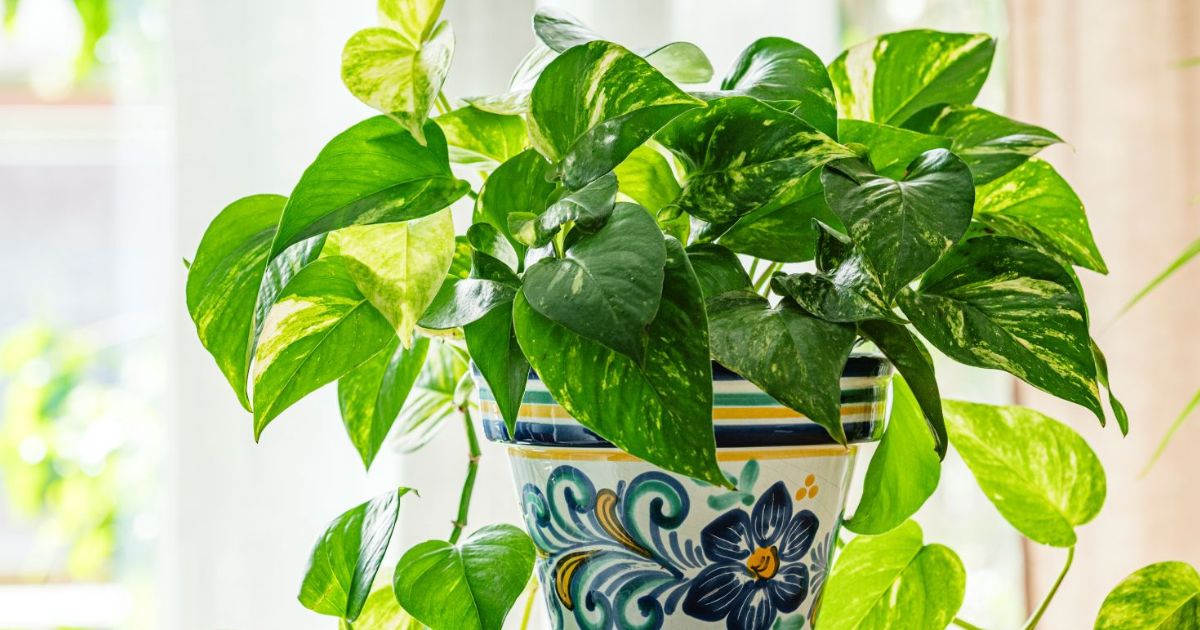 Money Plant (Pothos) plant India