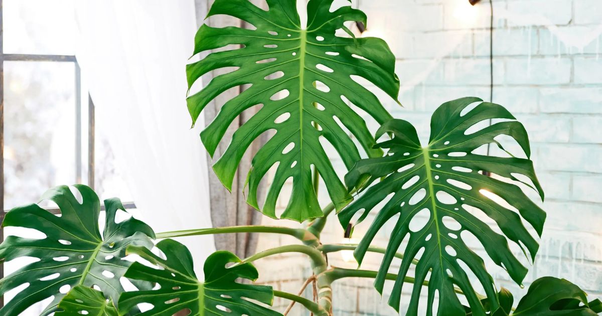 Monstera Deliciosa plant India