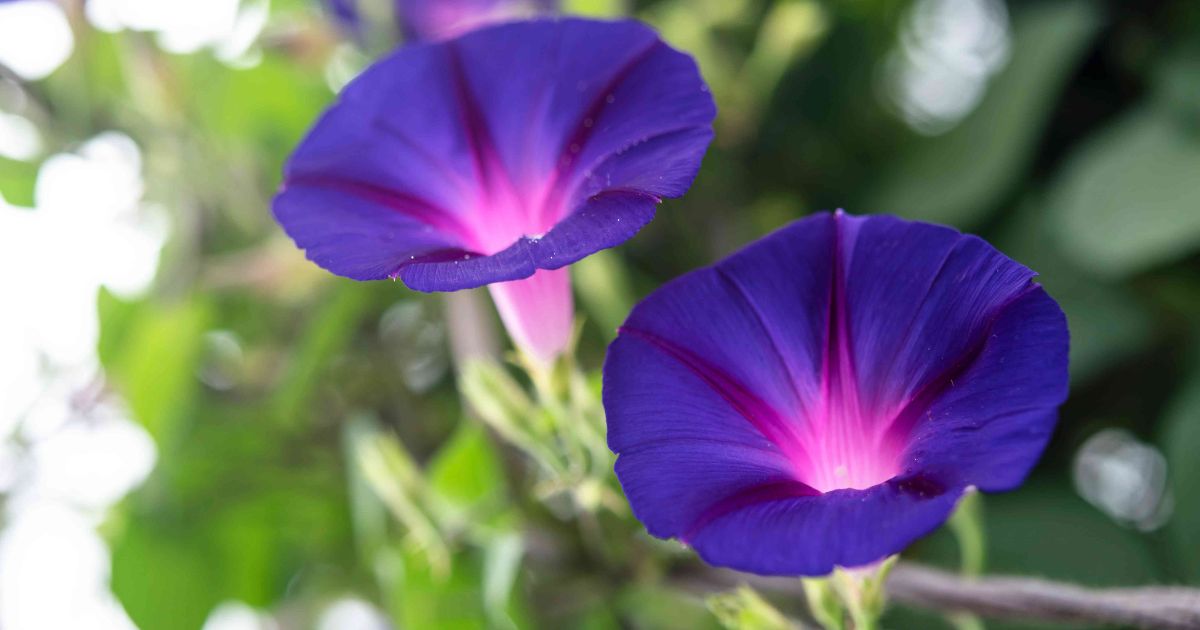 Morning Glory plant India