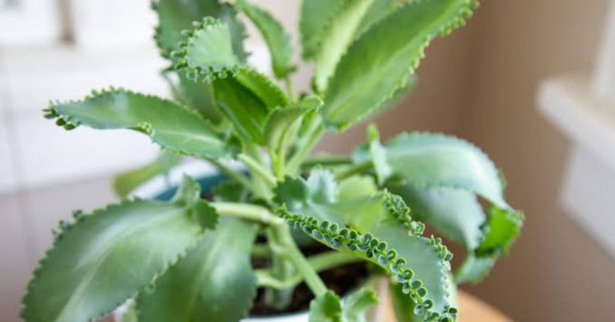 Mother of Thousands plant India