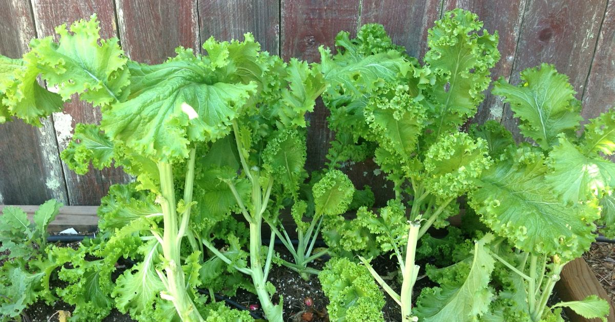 Mustard Greens (Sarson) plant India