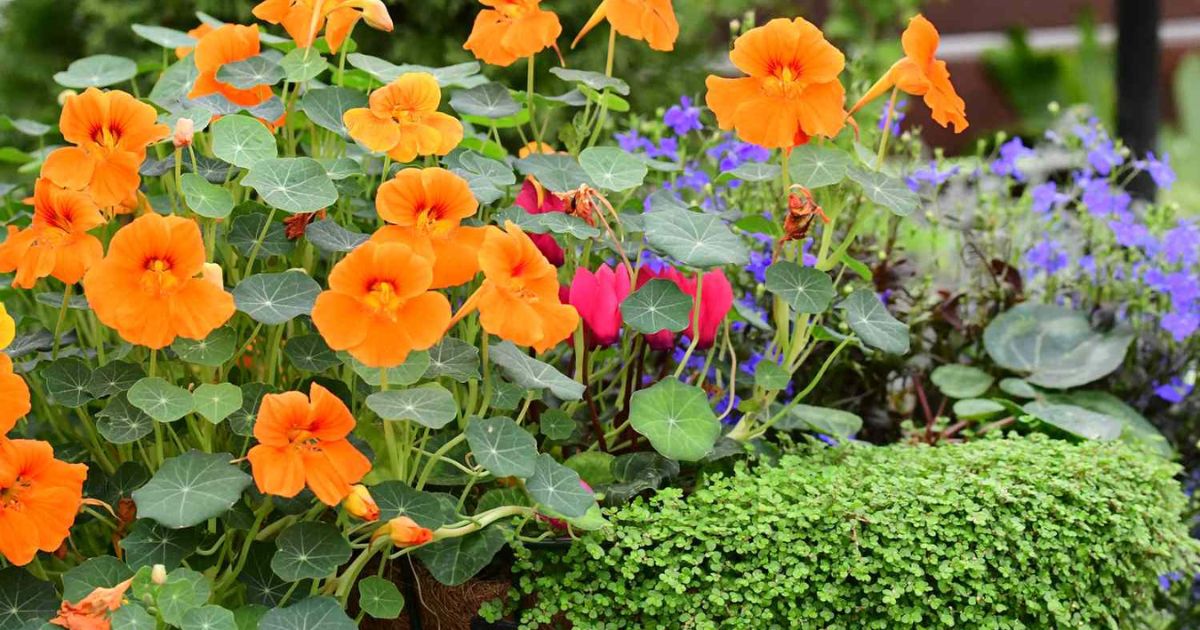Nasturtium plant India