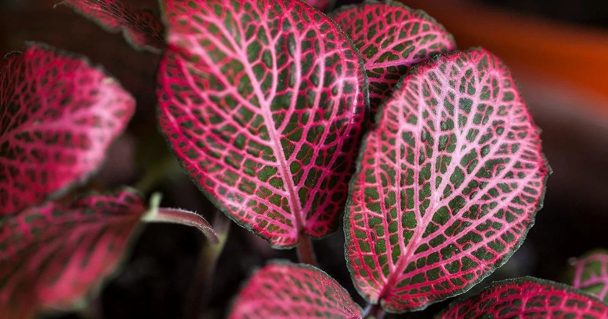 Nerve Plant (Fittonia) plant India