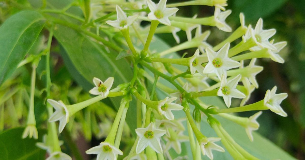 Night Blooming Jasmine (Raat ki Rani) plant India
