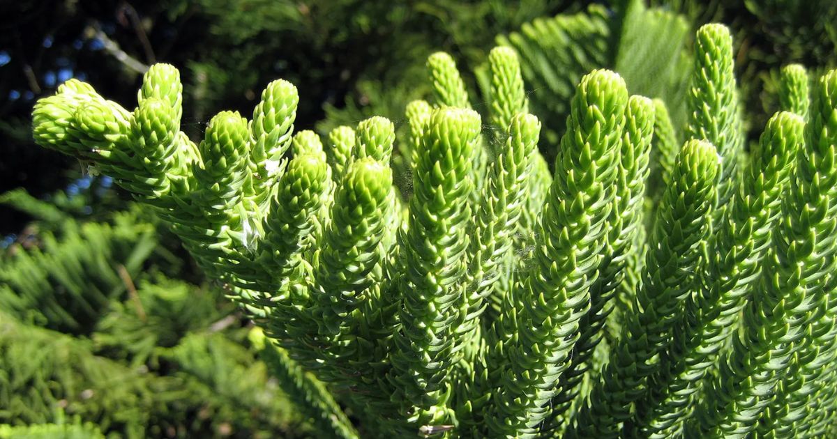 Norfolk Island Pine plant India