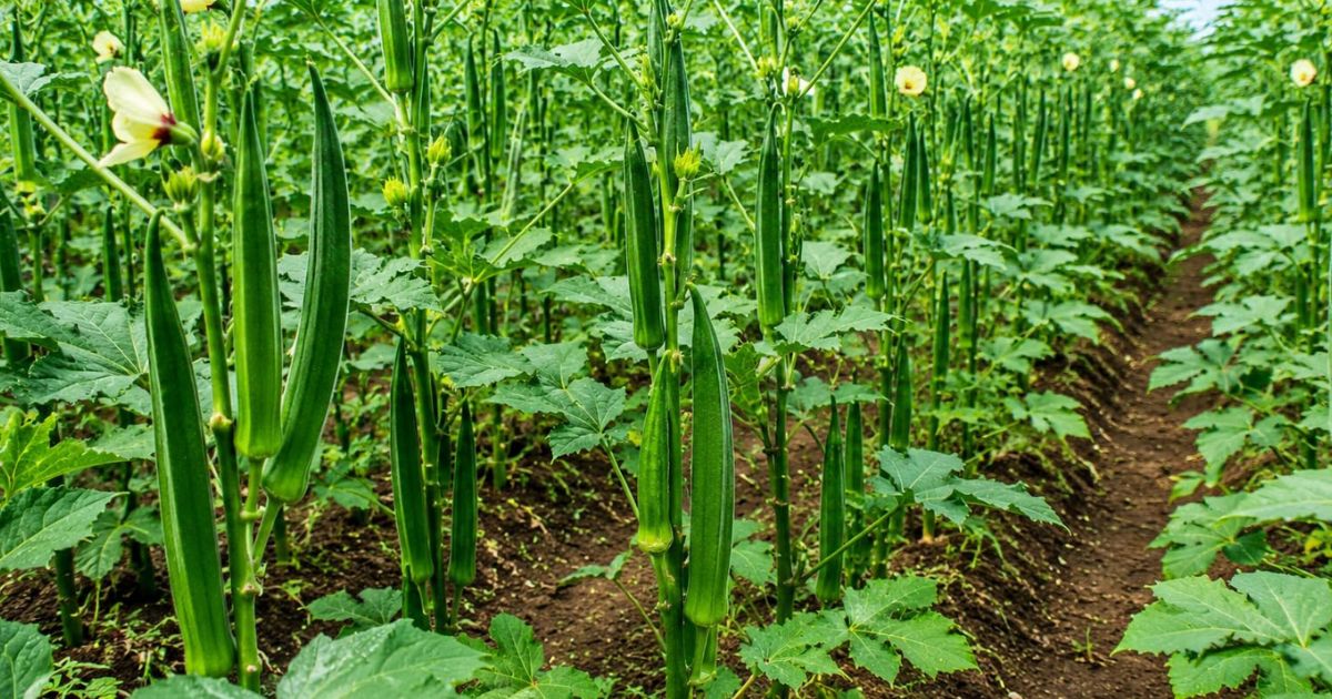 Okra (Bhindi) plant India