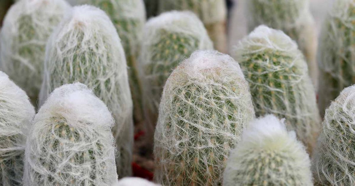 Old Man Cactus plant India