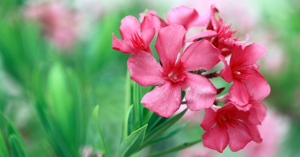 Oleander (Kaner) plant India