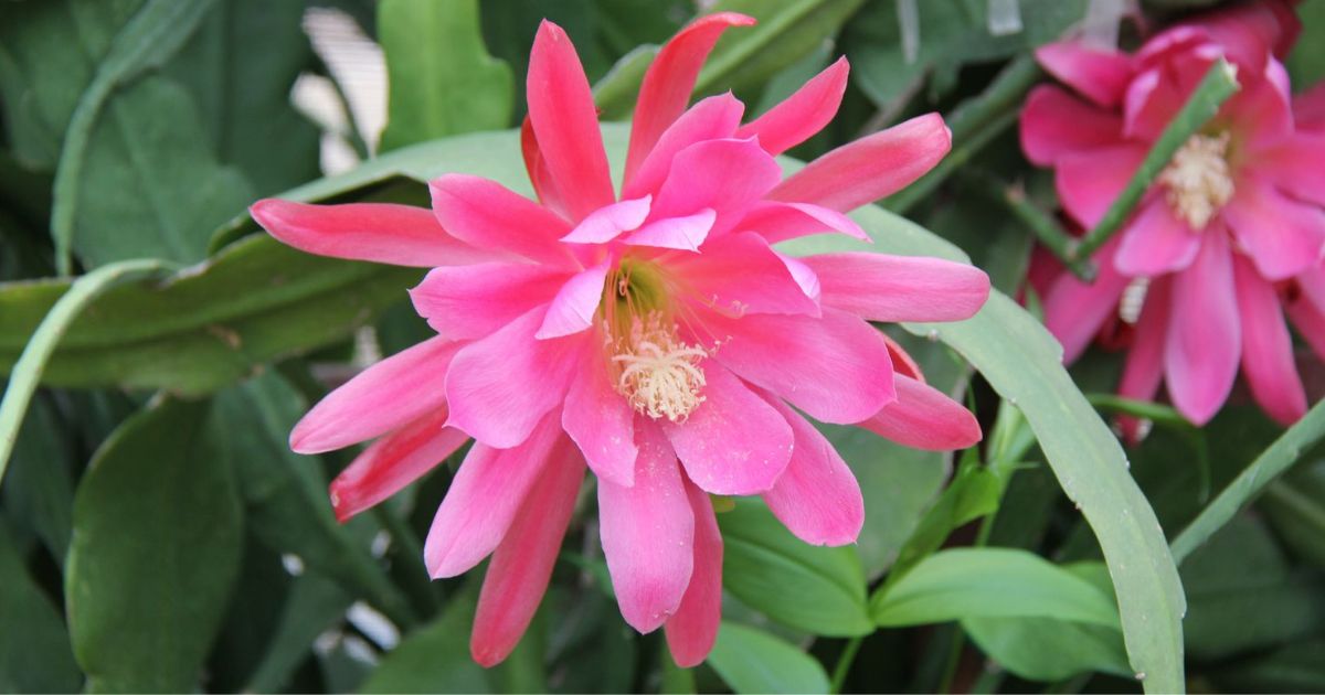 Orchid Cactus (Epiphyllum) plant India