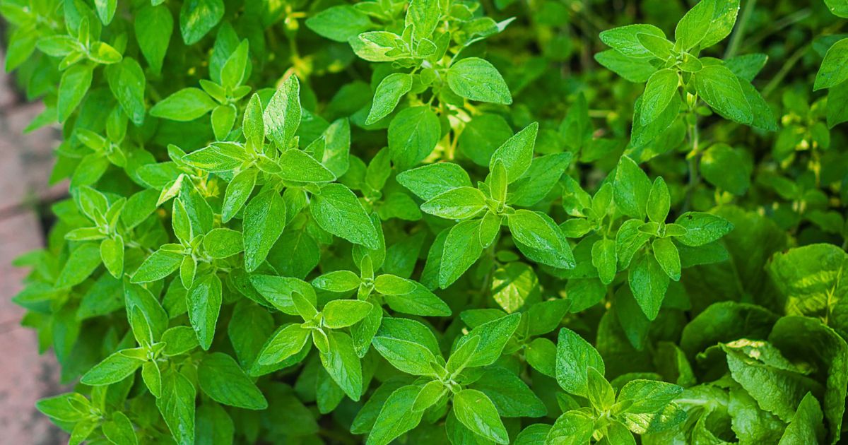 Oregano plant India