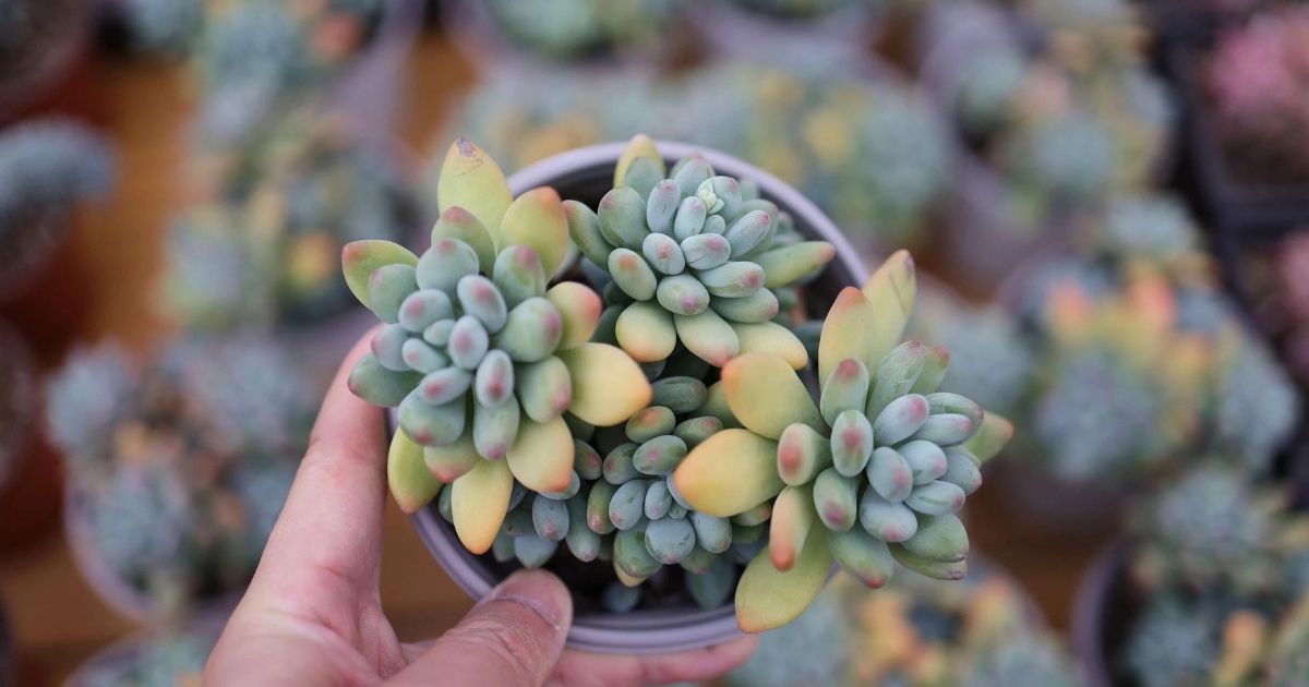 Pachyphytum plant India