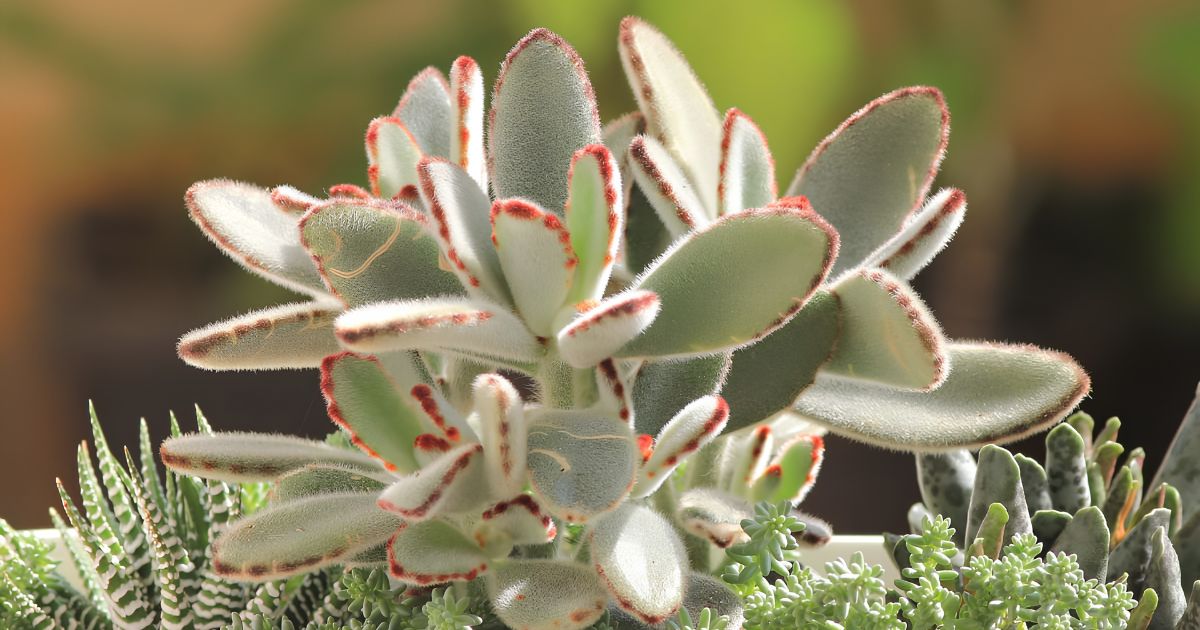 Panda Plant plant India