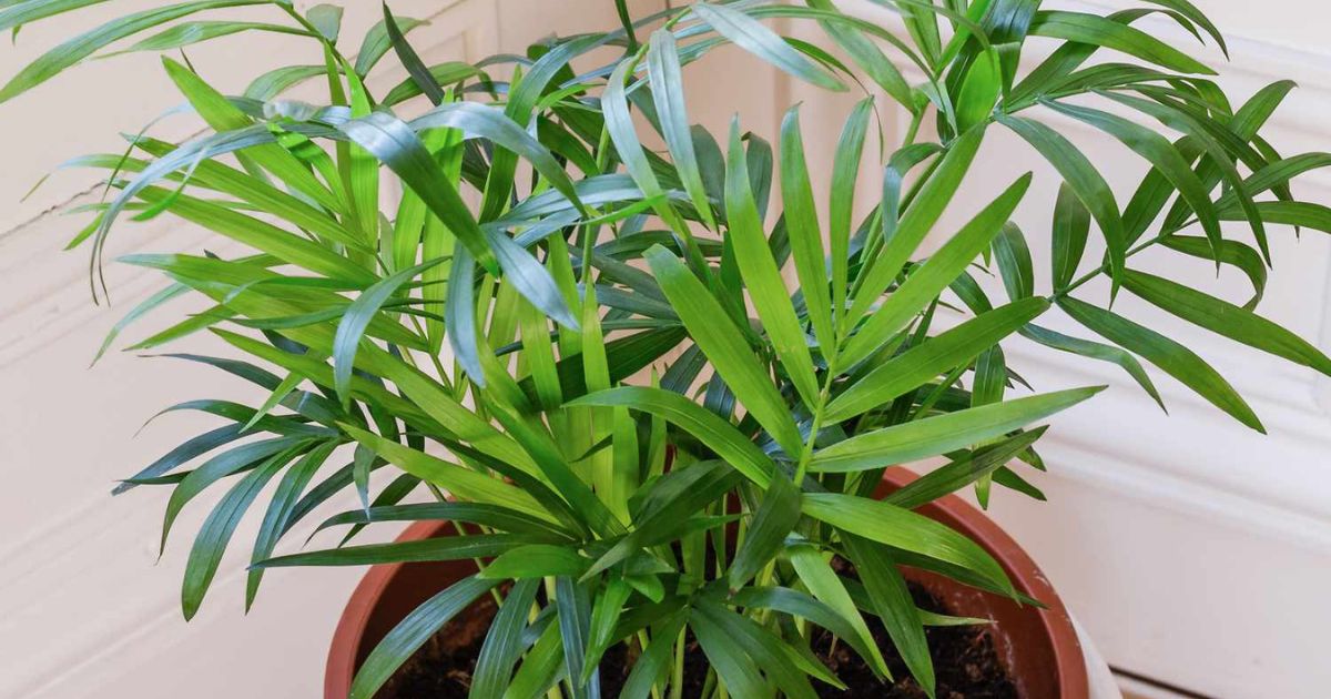 Parlor Palm plant India