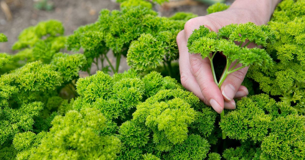 Parsley plant India