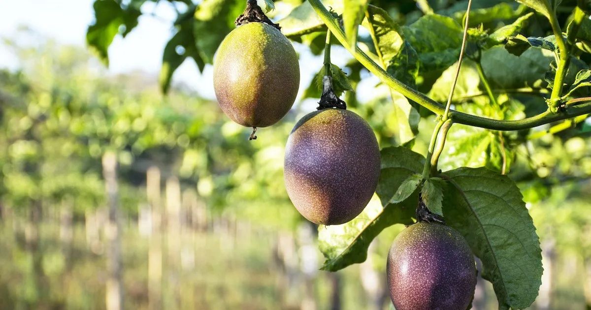 Passion Fruit plant India