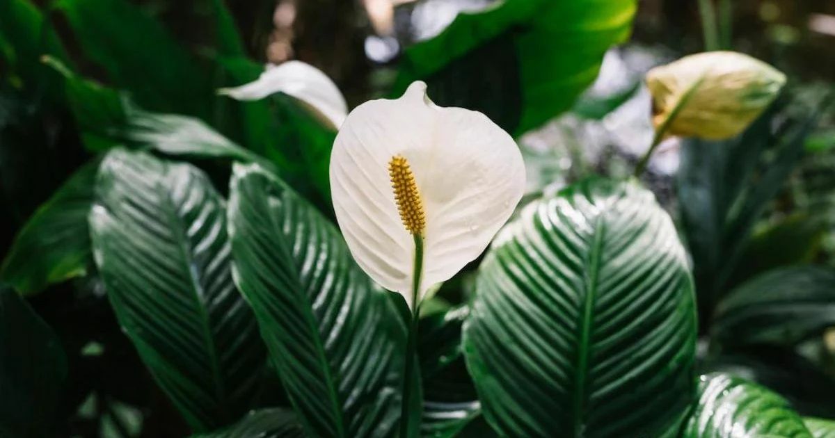 Peace Lily plant India