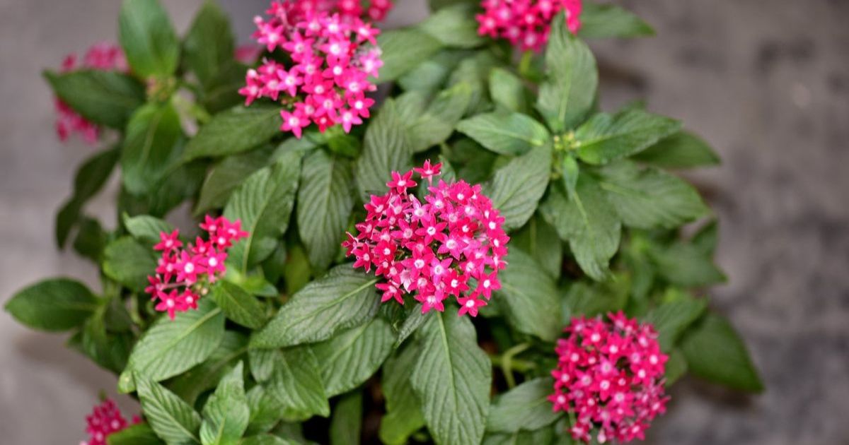 Pentas plant India