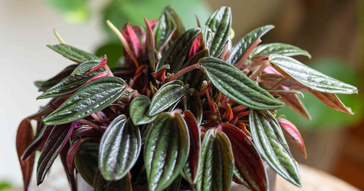Peperomia plant India