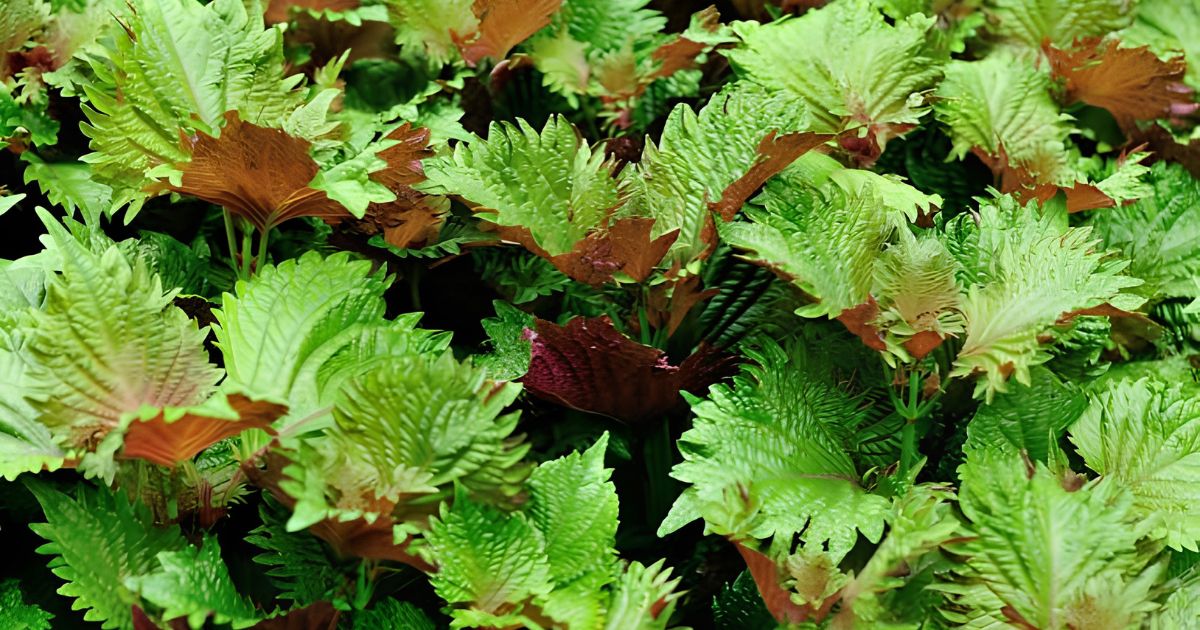 Perilla (Shiso) plant India