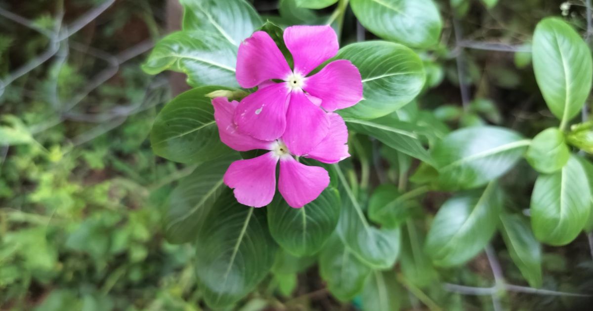 Periwinkle (Sadafuli) plant India