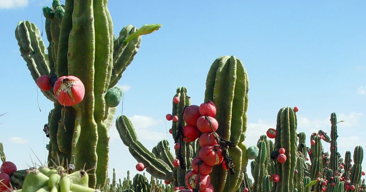 Peruvian Apple Cactus plant India