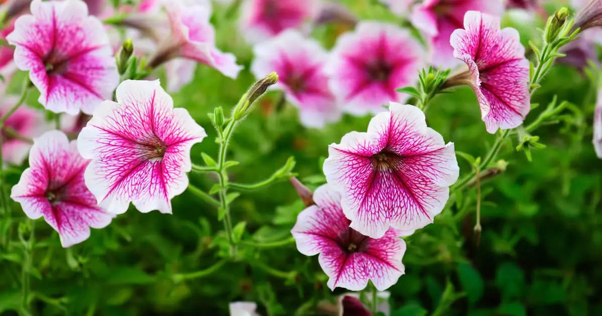 Petunia plant India