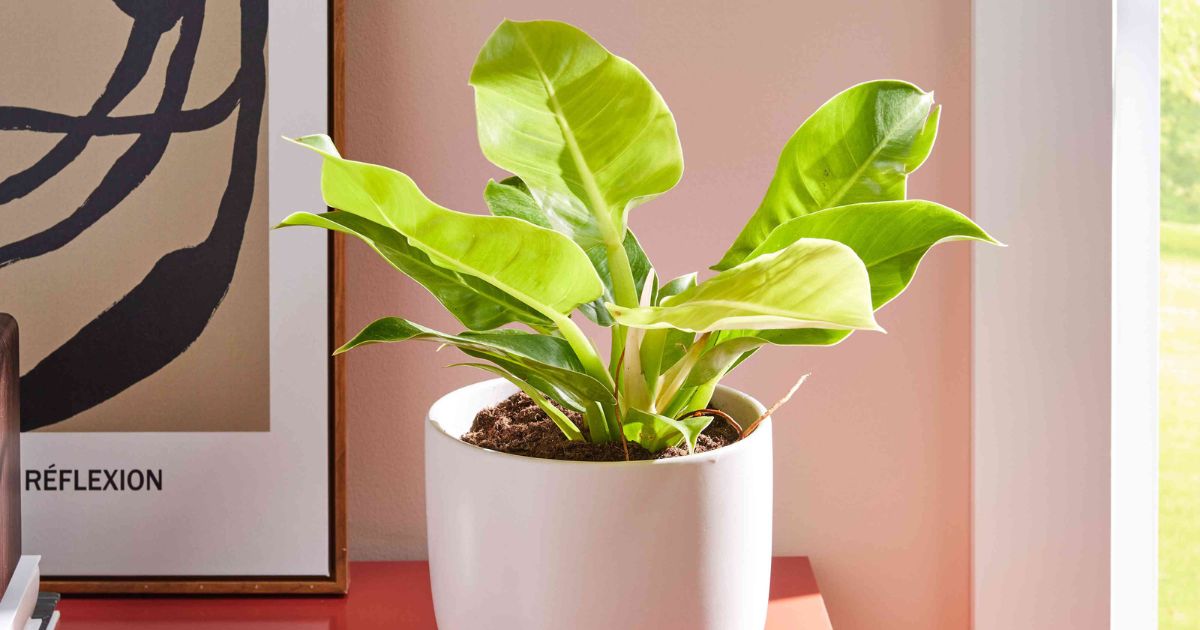 Philodendron plant India