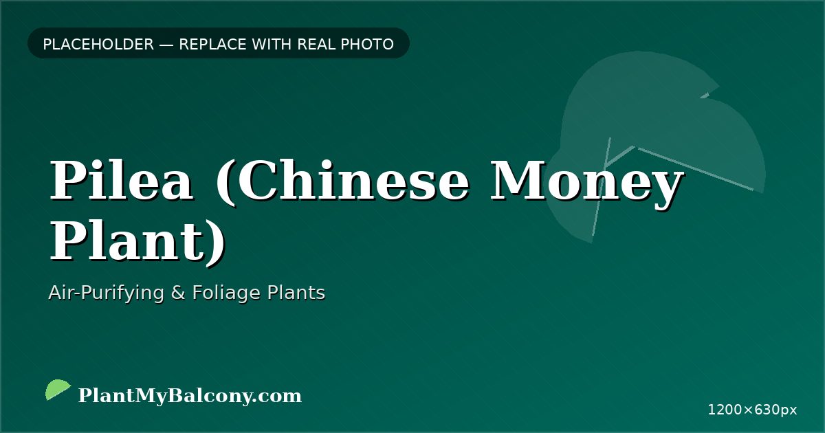 Pilea (Chinese Money Plant) plant India