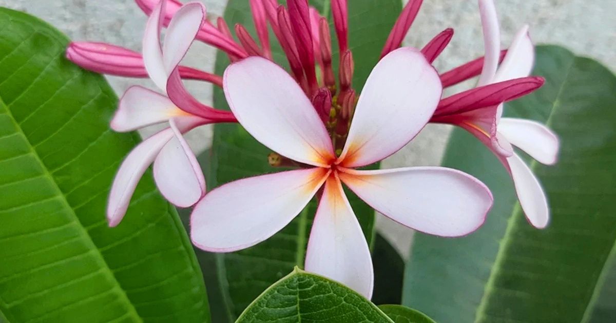 Plumeria (Champa) plant India