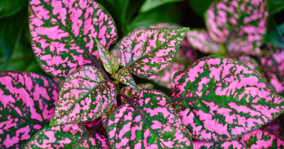 Polka Dot Plant plant India