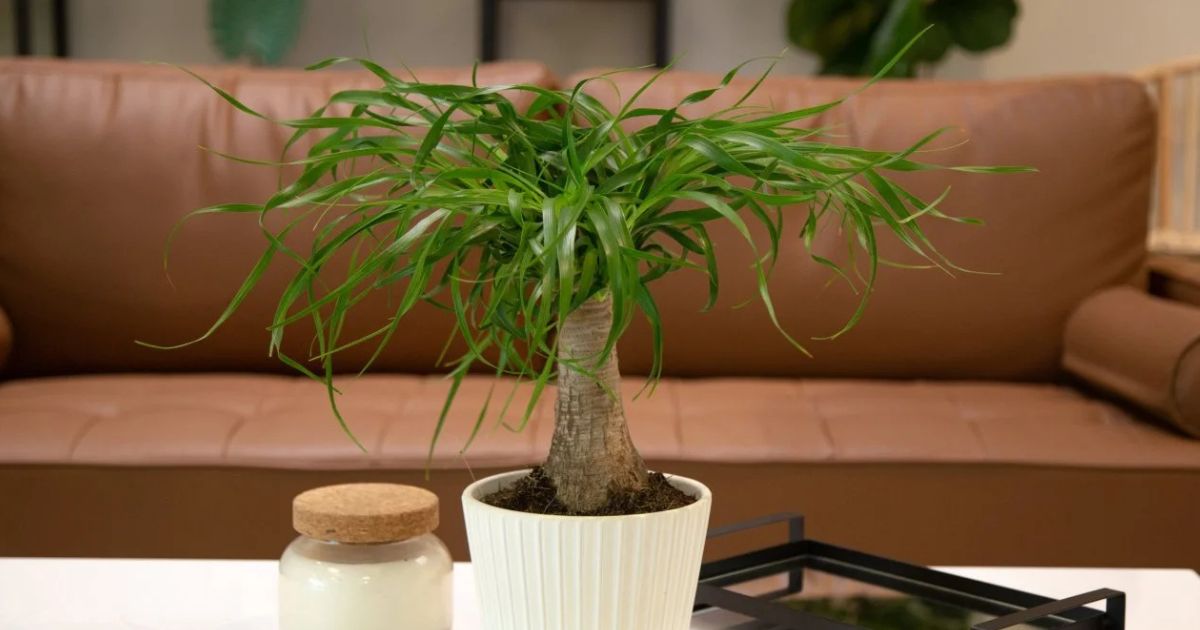 Ponytail Palm plant India