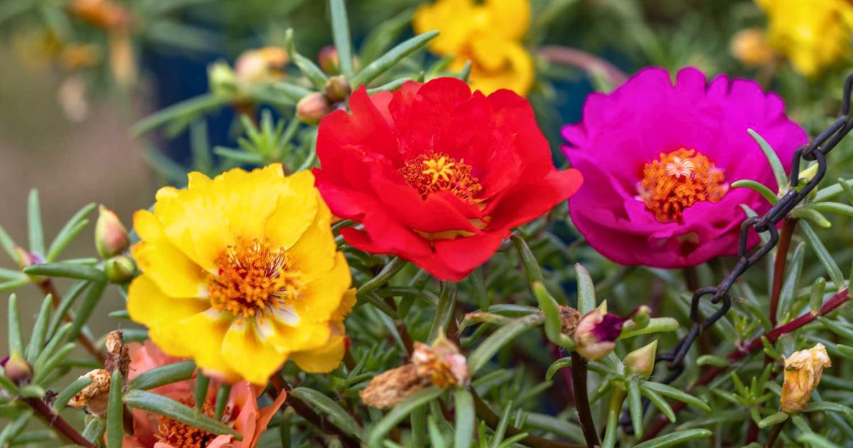 Portulaca (Moss Rose) plant India
