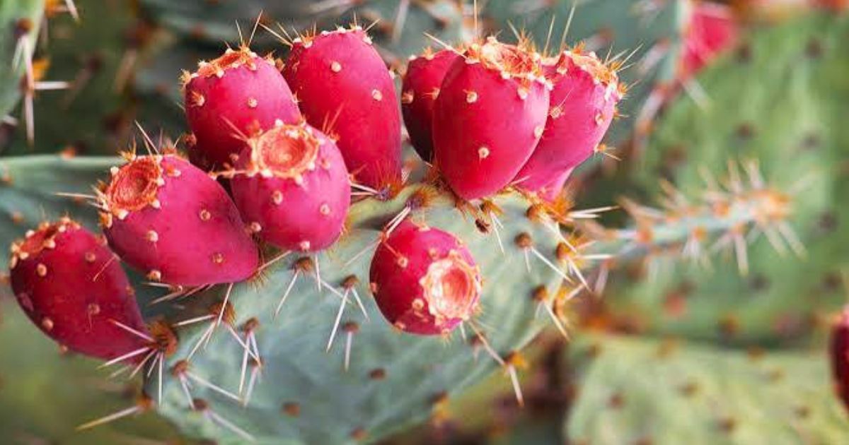 Prickly Pear plant India
