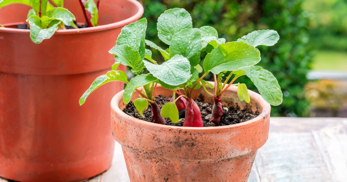 Radish (Mooli in tubs) plant India