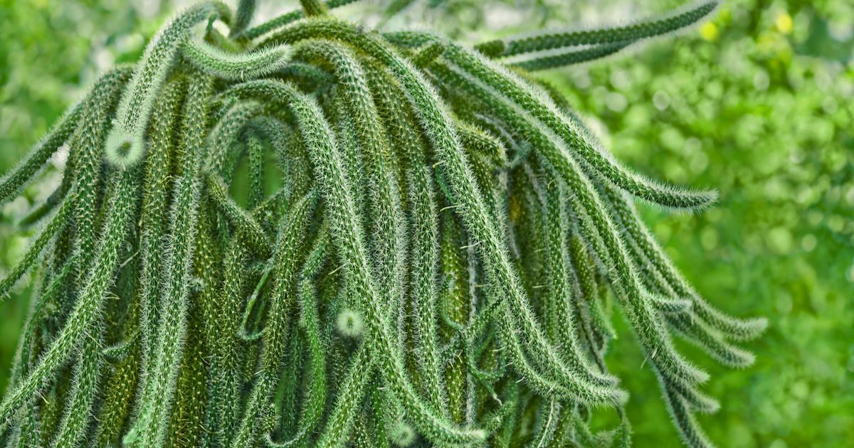 Rat Tail Cactus plant India