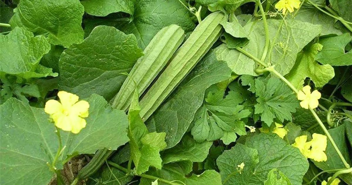 Ridge Gourd (Torai) plant India