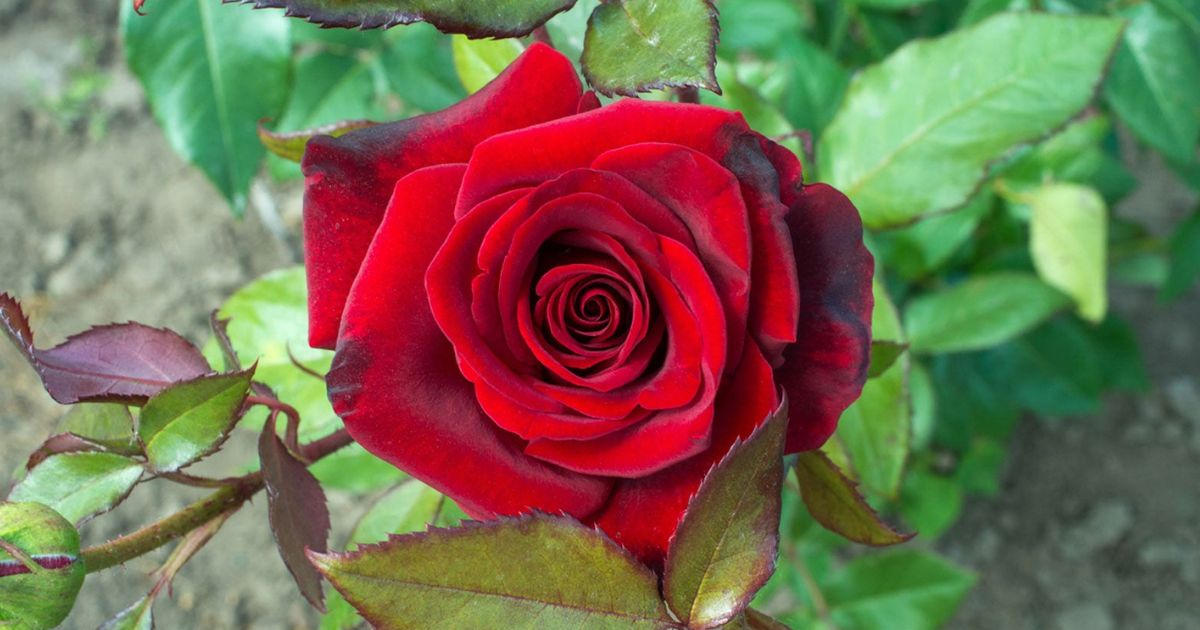 Rose (Gulaab) plant India